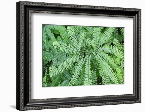 Maidenhair fern-Lisa Engelbrecht-Framed Photographic Print