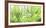 Maidenhair ferns, California, USA-Art Wolfe-Framed Photographic Print