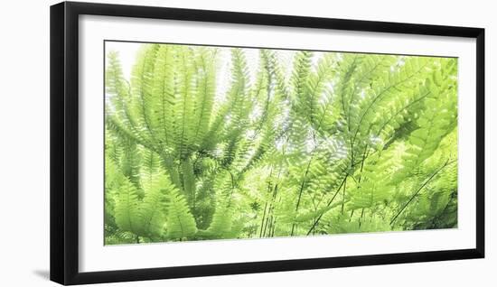 Maidenhair ferns, California, USA-Art Wolfe-Framed Photographic Print