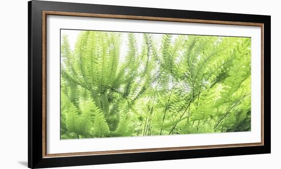 Maidenhair ferns, California, USA-Art Wolfe-Framed Photographic Print