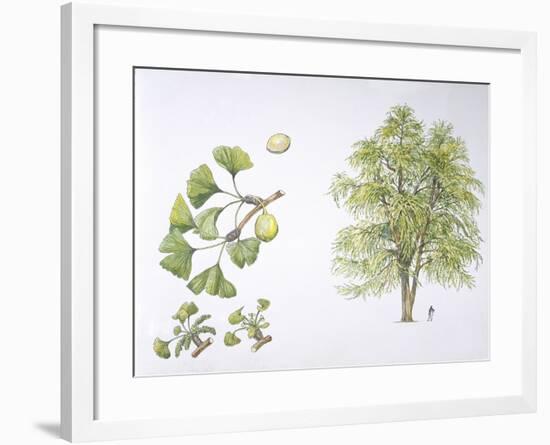 Maidenhair Tree (Ginkgo Biloba) Plant with Flower, Leaf and Seed-null-Framed Giclee Print