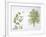 Maidenhair Tree (Ginkgo Biloba) Plant with Flower, Leaf and Seed-null-Framed Giclee Print