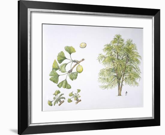 Maidenhair Tree (Ginkgo Biloba) Plant with Flower, Leaf and Seed-null-Framed Giclee Print