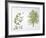 Maidenhair Tree (Ginkgo Biloba) Plant with Flower, Leaf and Seed-null-Framed Giclee Print