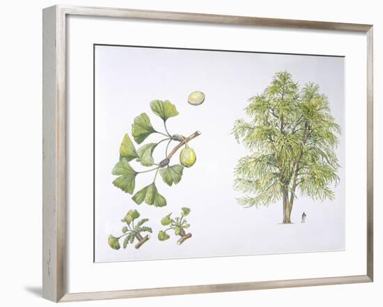 Maidenhair Tree (Ginkgo Biloba) Plant with Flower, Leaf and Seed-null-Framed Giclee Print