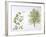 Maidenhair Tree (Ginkgo Biloba) Plant with Flower, Leaf and Seed-null-Framed Giclee Print