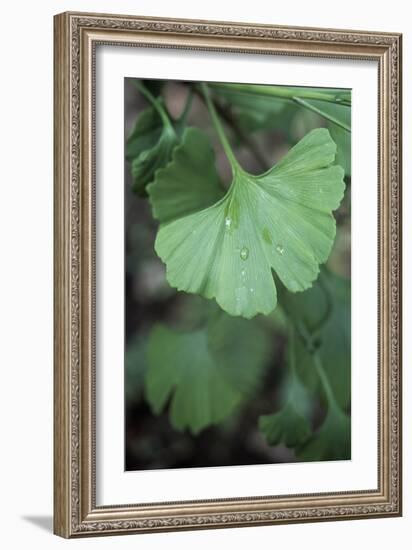 Maidenhair Tree Leaf (Ginkgo Biloba)-Maxine Adcock-Framed Photographic Print