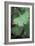 Maidenhair Tree Leaf (Ginkgo Biloba)-Maxine Adcock-Framed Photographic Print