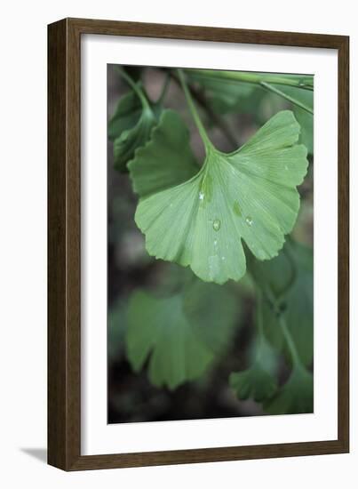 Maidenhair Tree Leaf (Ginkgo Biloba)-Maxine Adcock-Framed Photographic Print