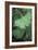 Maidenhair Tree Leaf (Ginkgo Biloba)-Maxine Adcock-Framed Photographic Print