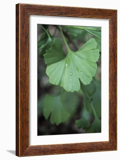 Maidenhair Tree Leaf (Ginkgo Biloba)-Maxine Adcock-Framed Photographic Print