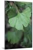 Maidenhair Tree Leaf (Ginkgo Biloba)-Maxine Adcock-Mounted Photographic Print