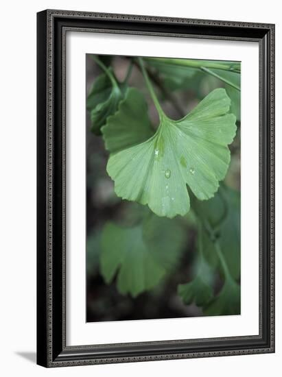 Maidenhair Tree Leaf (Ginkgo Biloba)-Maxine Adcock-Framed Photographic Print