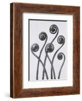 Maidenhead Fern-Karl Blossfeldt-Framed Art Print