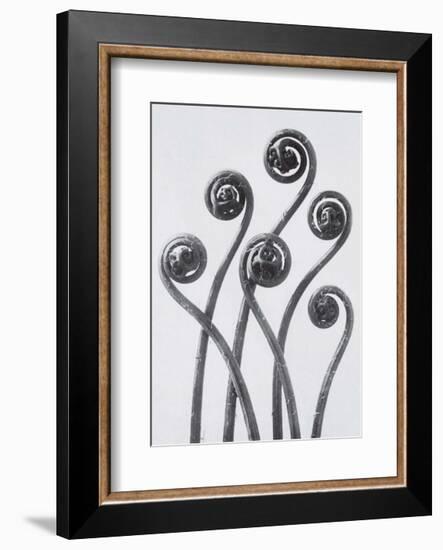 Maidenhead Fern-Karl Blossfeldt-Framed Art Print