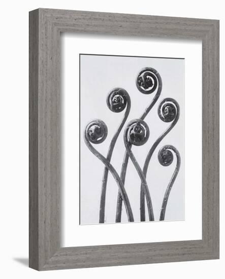 Maidenhead Fern-Karl Blossfeldt-Framed Art Print