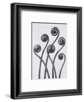 Maidenhead Fern-Karl Blossfeldt-Framed Art Print
