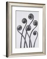 Maidenhead Fern-Karl Blossfeldt-Framed Art Print