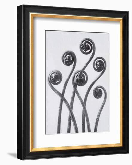 Maidenhead Fern-Karl Blossfeldt-Framed Art Print