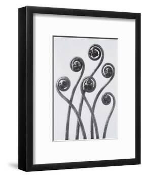 Maidenhead Fern-Karl Blossfeldt-Framed Art Print