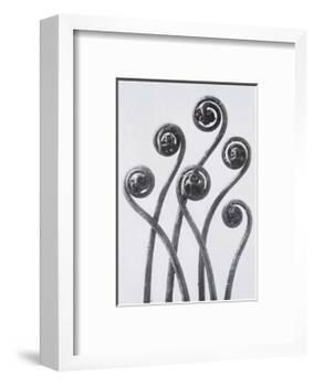 Maidenhead Fern-Karl Blossfeldt-Framed Art Print