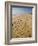 Main Beach, East Hampton, the Hamptons, Long Island, New York State, USA-Robert Harding-Framed Photographic Print