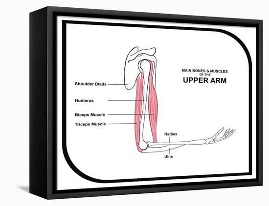 Main Bones and Muscles of the Upper Arm-udaix-Framed Stretched Canvas
