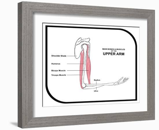 Main Bones and Muscles of the Upper Arm-udaix-Framed Art Print