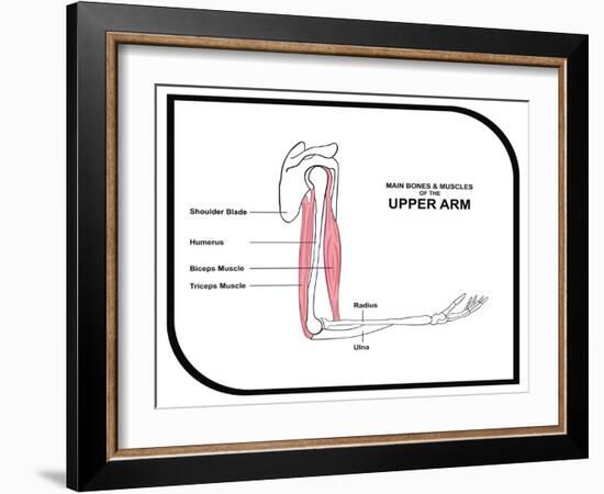 Main Bones and Muscles of the Upper Arm-udaix-Framed Art Print