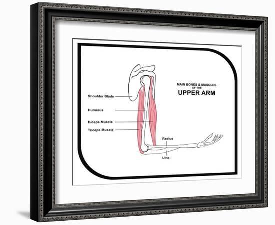 Main Bones and Muscles of the Upper Arm-udaix-Framed Art Print