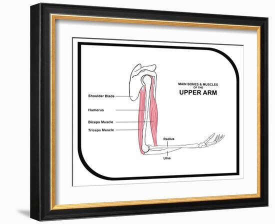 Main Bones and Muscles of the Upper Arm-udaix-Framed Art Print