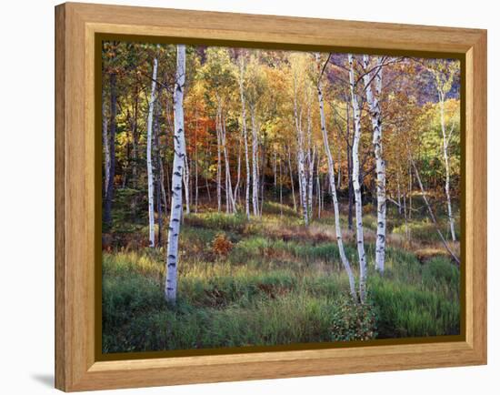 Maine, Acadia National Park, Autumn Colors of White Birch, Betula Papyrifera-Christopher Talbot Frank-Framed Premier Image Canvas