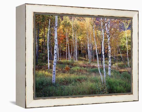 Maine, Acadia National Park, Autumn Colors of White Birch, Betula Papyrifera-Christopher Talbot Frank-Framed Premier Image Canvas