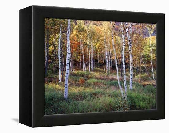 Maine, Acadia National Park, Autumn Colors of White Birch, Betula Papyrifera-Christopher Talbot Frank-Framed Premier Image Canvas