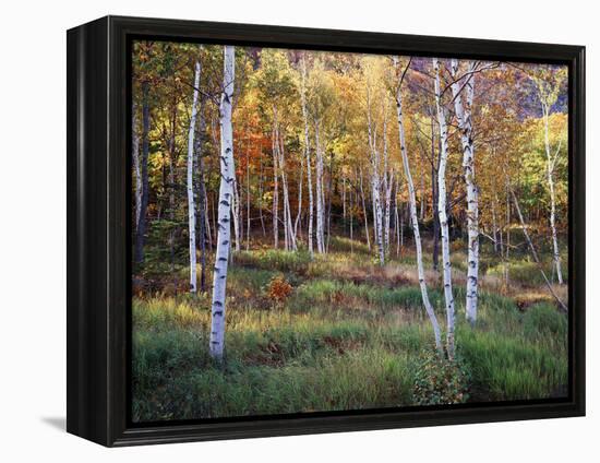 Maine, Acadia National Park, Autumn Colors of White Birch, Betula Papyrifera-Christopher Talbot Frank-Framed Premier Image Canvas