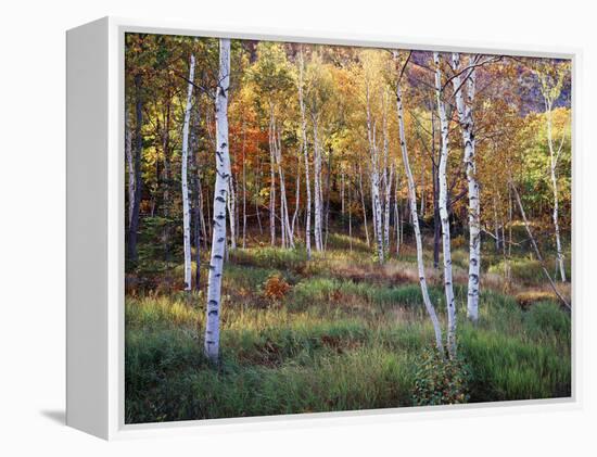 Maine, Acadia National Park, Autumn Colors of White Birch, Betula Papyrifera-Christopher Talbot Frank-Framed Premier Image Canvas