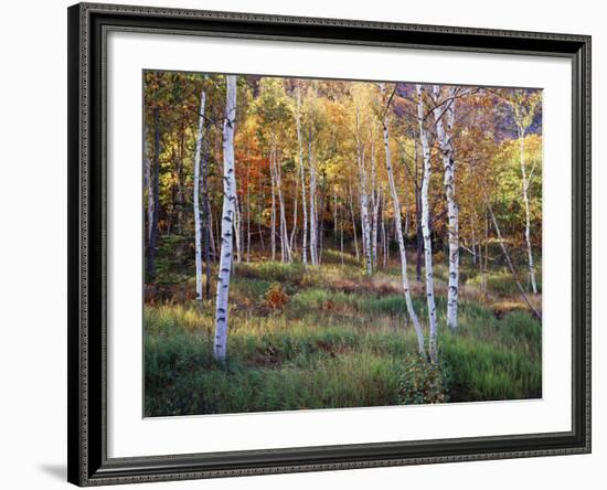 Maine, Acadia National Park, Autumn Colors of White Birch, Betula Papyrifera-Christopher Talbot Frank-Framed Photographic Print