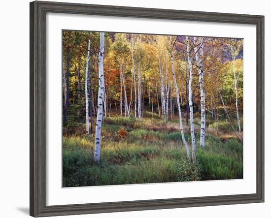 Maine, Acadia National Park, Autumn Colors of White Birch, Betula Papyrifera-Christopher Talbot Frank-Framed Photographic Print