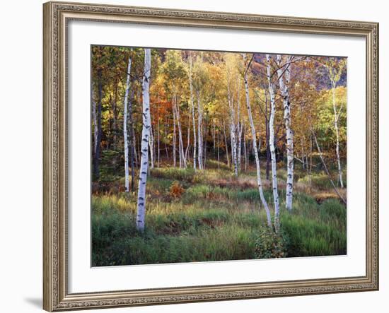 Maine, Acadia National Park, Autumn Colors of White Birch, Betula Papyrifera-Christopher Talbot Frank-Framed Photographic Print