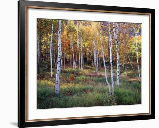 Maine, Acadia National Park, Autumn Colors of White Birch, Betula Papyrifera-Christopher Talbot Frank-Framed Photographic Print