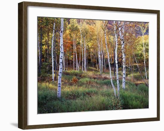 Maine, Acadia National Park, Autumn Colors of White Birch, Betula Papyrifera-Christopher Talbot Frank-Framed Photographic Print