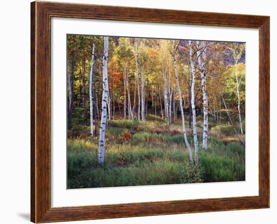 Maine, Acadia National Park, Autumn Colors of White Birch, Betula Papyrifera-Christopher Talbot Frank-Framed Photographic Print