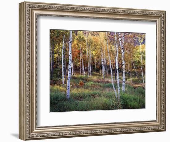 Maine, Acadia National Park, Autumn Colors of White Birch, Betula Papyrifera-Christopher Talbot Frank-Framed Photographic Print