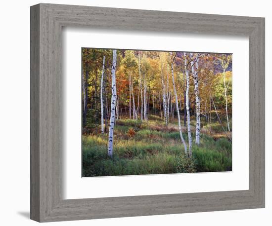 Maine, Acadia National Park, Autumn Colors of White Birch, Betula Papyrifera-Christopher Talbot Frank-Framed Photographic Print
