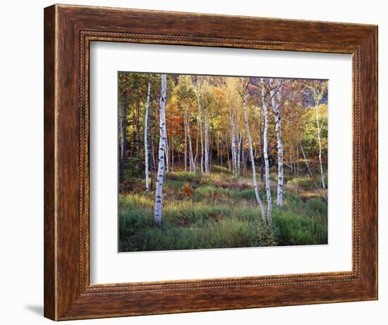 Maine, Acadia National Park, Autumn Colors of White Birch, Betula Papyrifera-Christopher Talbot Frank-Framed Photographic Print