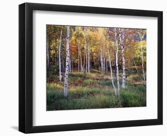 Maine, Acadia National Park, Autumn Colors of White Birch, Betula Papyrifera-Christopher Talbot Frank-Framed Photographic Print