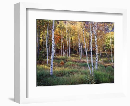 Maine, Acadia National Park, Autumn Colors of White Birch, Betula Papyrifera-Christopher Talbot Frank-Framed Photographic Print