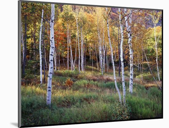 Maine, Acadia National Park, Autumn Colors of White Birch, Betula Papyrifera-Christopher Talbot Frank-Mounted Photographic Print