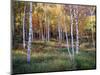 Maine, Acadia National Park, Autumn Colors of White Birch, Betula Papyrifera-Christopher Talbot Frank-Mounted Photographic Print