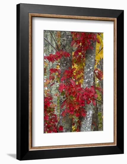 Maine, Acadia National Park, Autumn Foliage-Judith Zimmerman-Framed Photographic Print